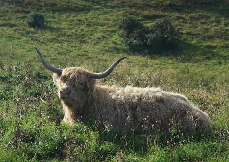 Picture 3 for Activity Edinburgh: Highland Cow Hike in Edinburgh 3