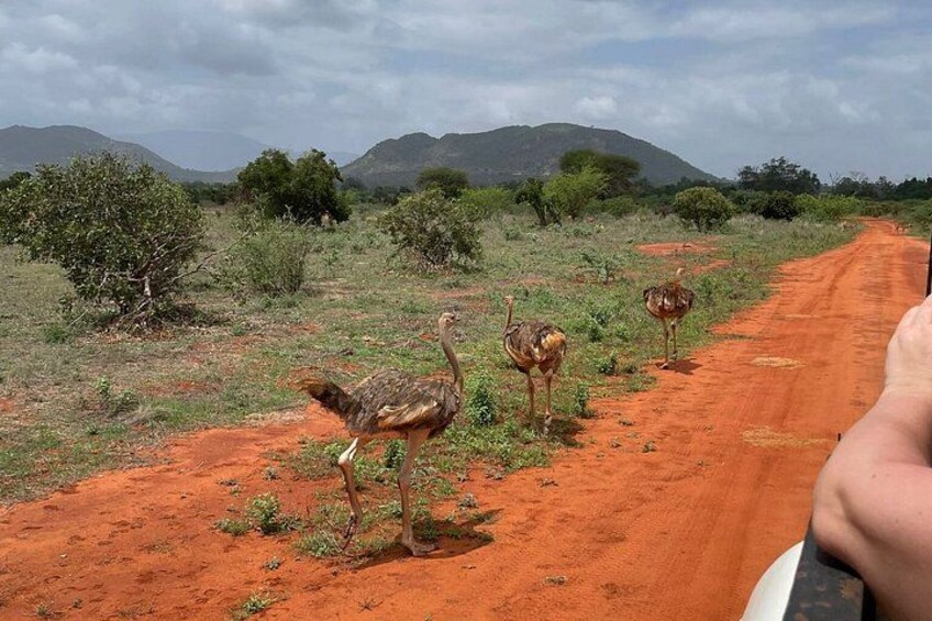 En grusväg med tre strutsar som promenerar längs den, omgiven av gles vegetation och avlägsna kullar. 2
