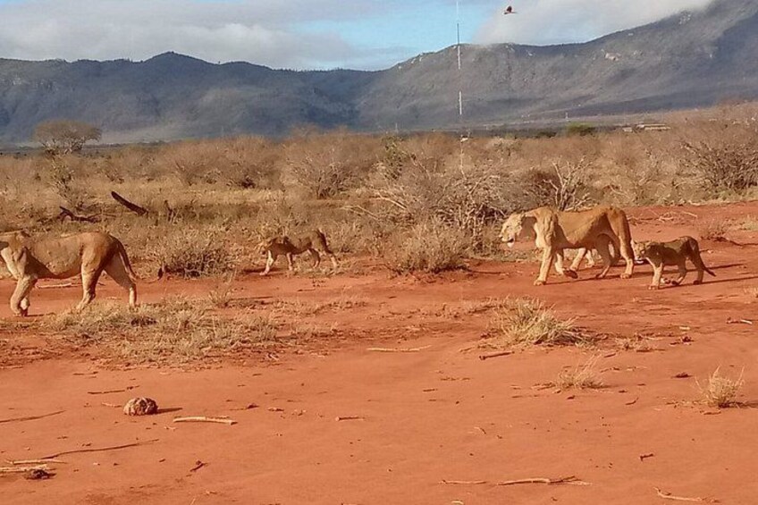 En grupp lejon som vandrar på en röd jordstig i ett savannlandskap med gles vegetation och berg i bakgrunden. 4