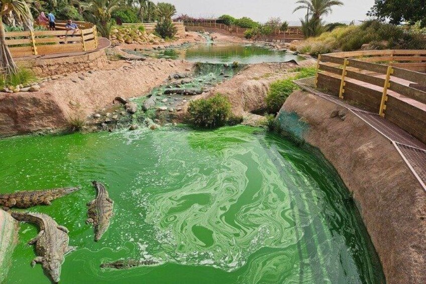 A crocodile in a greenish water body with a wooden bridge and a stone wall. 5