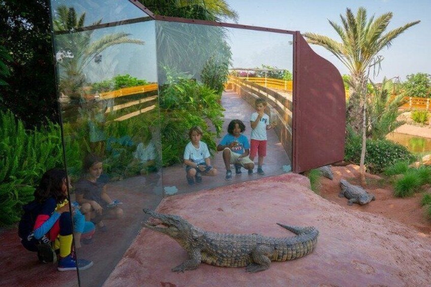 A glass enclosure with a crocodile and children observing it. 3