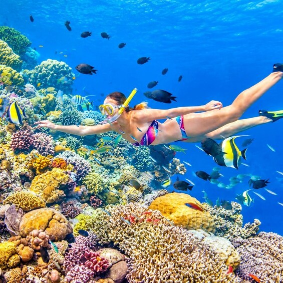 A person snorkeling among vibrant coral reefs with various fish species. 5
