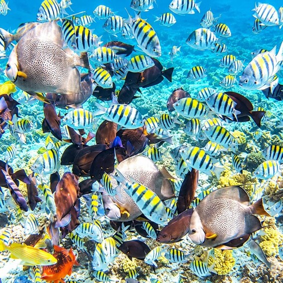 A vibrant underwater scene with a variety of fish, including yellow and black striped ones, and a large spotted fish. 4