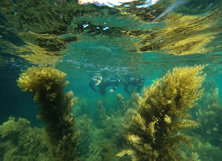 Two divers underwater surrounded by seaweed. 2
