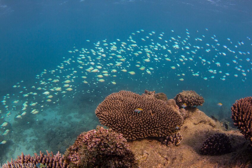 A coral reef with various fish species and coral formations. 5
