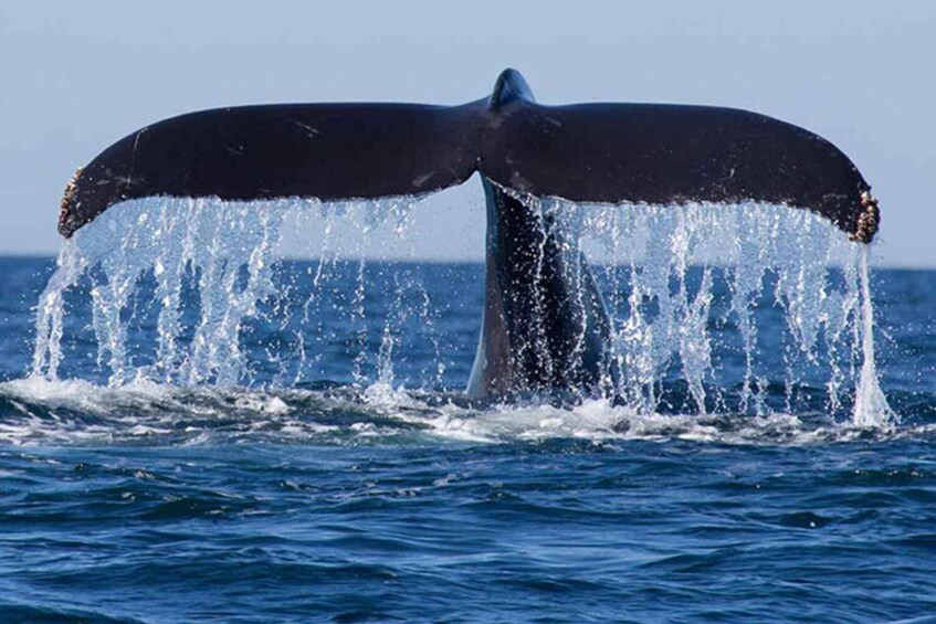 Ocean Giants Expedition: Whale Watching Mirissa 1