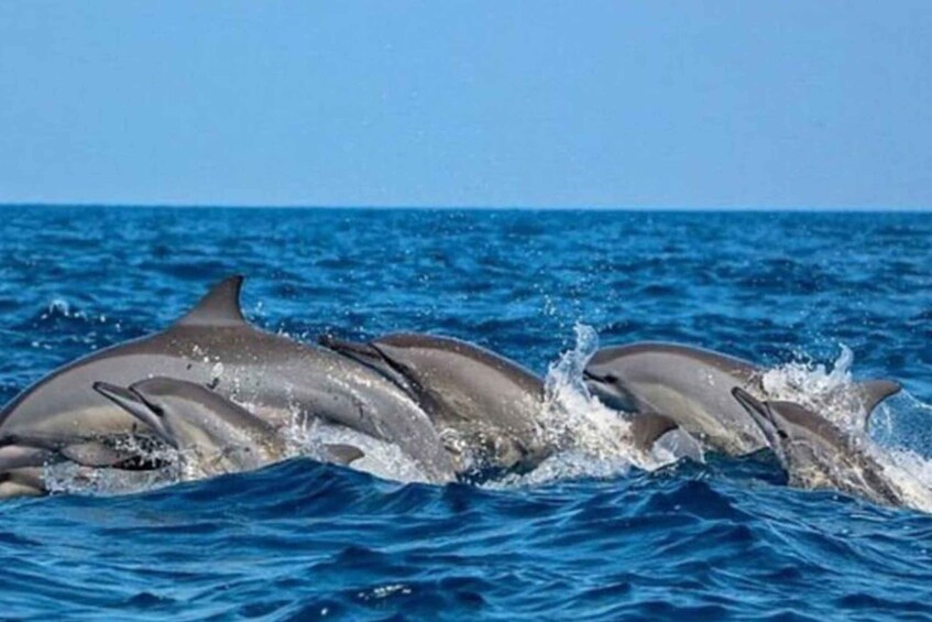 Picture 3 for Activity Ocean Giants Expedition: Whale Watching Mirissa 3