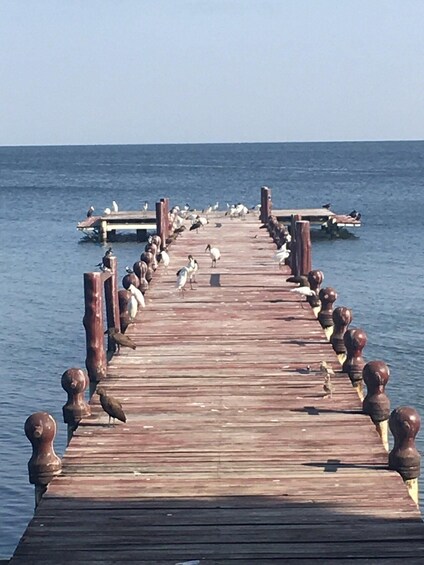 A wooden pier extending into calm water with birds perched on it. 2