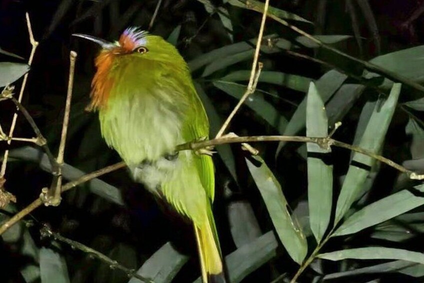 Een vogel zit op een tak, omgeven door begroeiing. 1