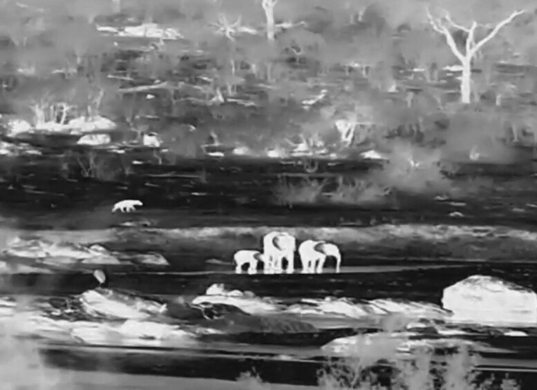 A group of elephants in a dry, rocky landscape with sparse vegetation. 1