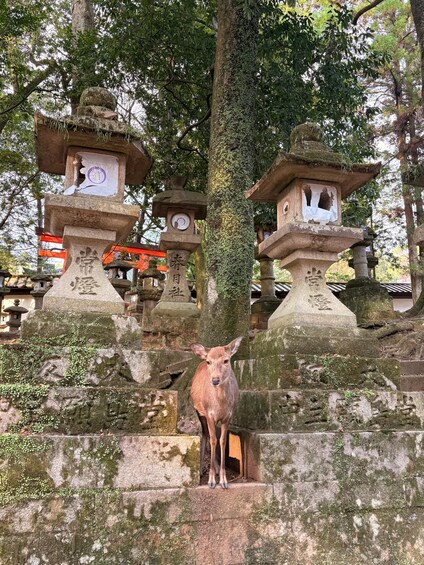 A deer standing on stone steps with traditional Japanese lanterns and a tree in the background. 5