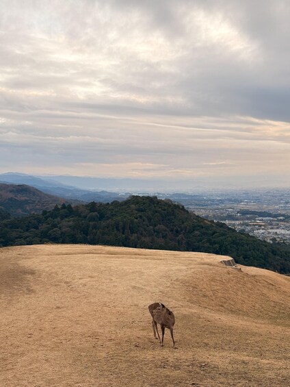 A deer on a dry hill with a cityscape in the background. 5