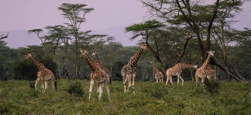 A group of giraffes in a grassy savanna with trees in the background. 1