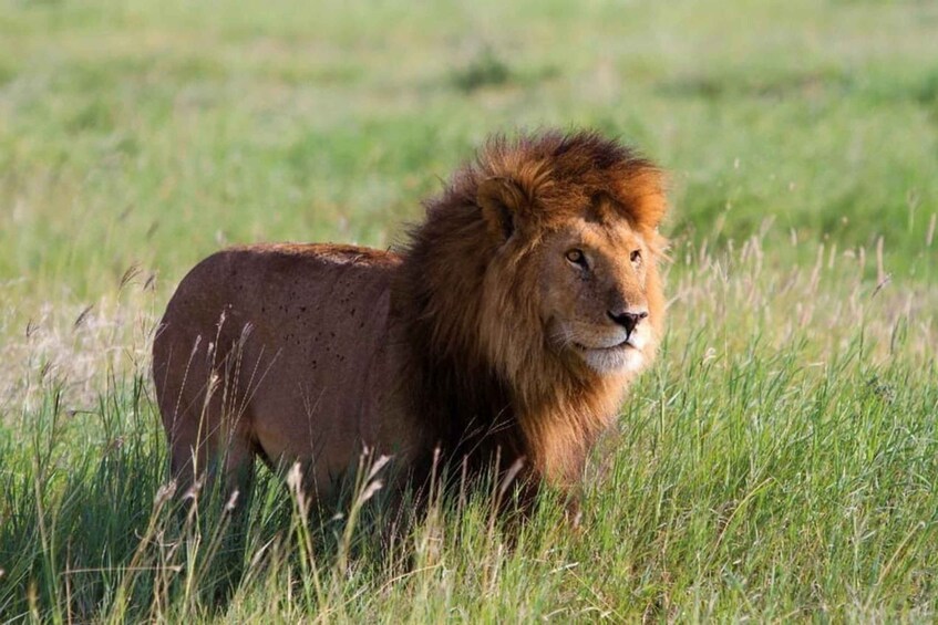 A lion in a grassy field. 3