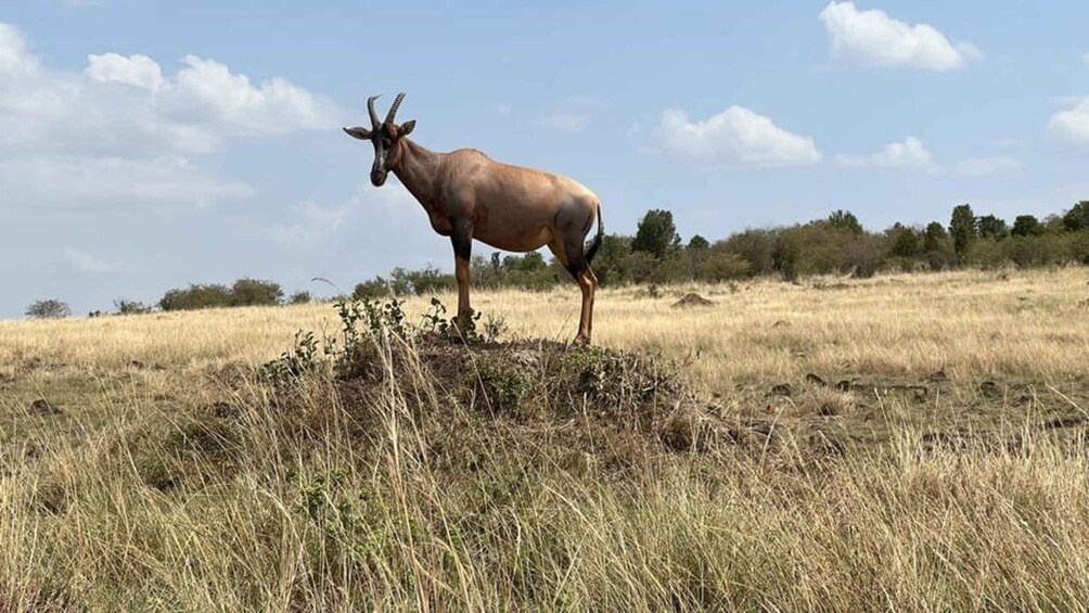 Picture 17 for Activity Nairobi:Maasai Mara 3-Day Safari with 2-Night Overnight Stay 4