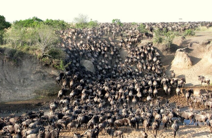 A large herd of wildebeests crossing a dry riverbed. 2