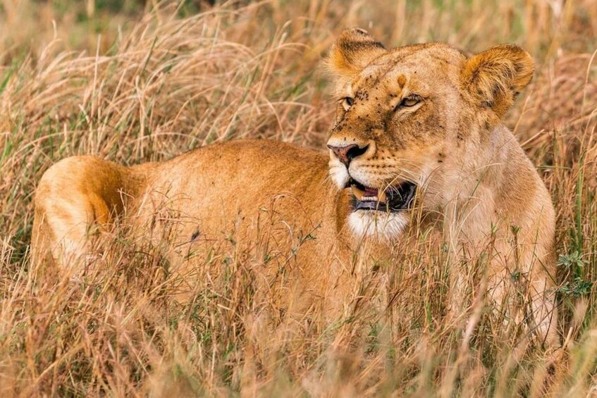 A lion resting in tall grass. 5