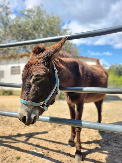 A donkey behind a metal fence with a blue halter, standing on sandy ground with trees and a clear sky in the background. 2