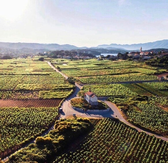 A vineyard with rows of grapevines, a winding road, and a small building in the center. 1