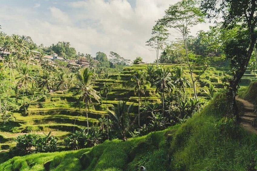 Campos de arroz en terrazas, palmeras y un paisaje montañoso. 5