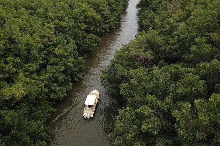 Mangrove Boat Tour Small Group Guadeloupe 2