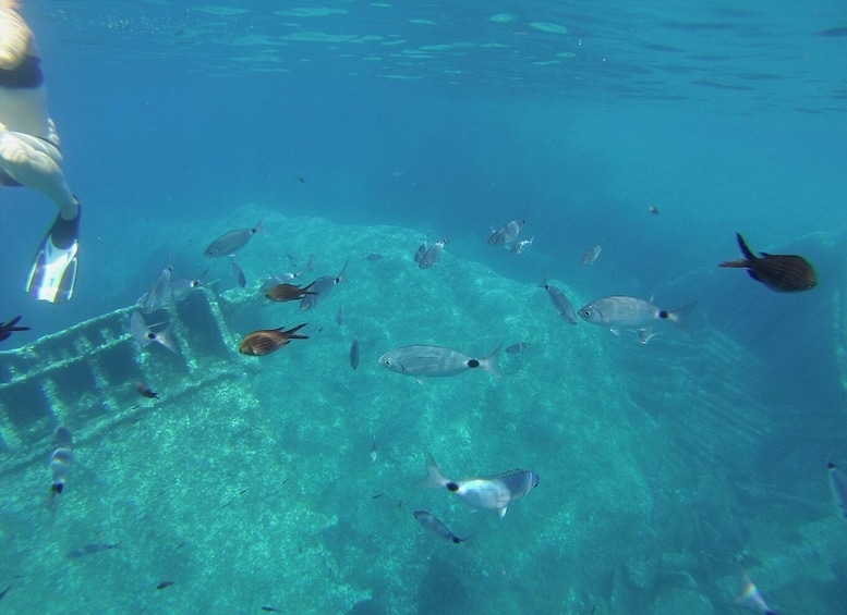An underwater scene with a variety of fish swimming near a submerged structure. 3