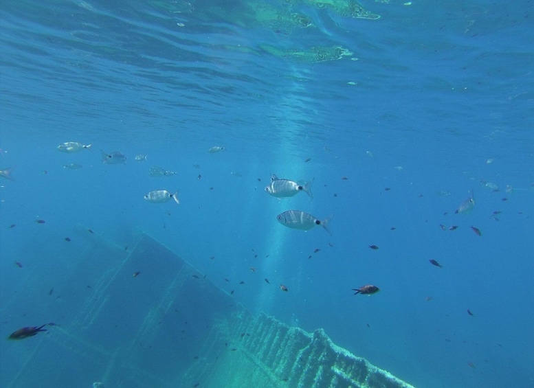 A school of fish swimming in clear blue water. 5