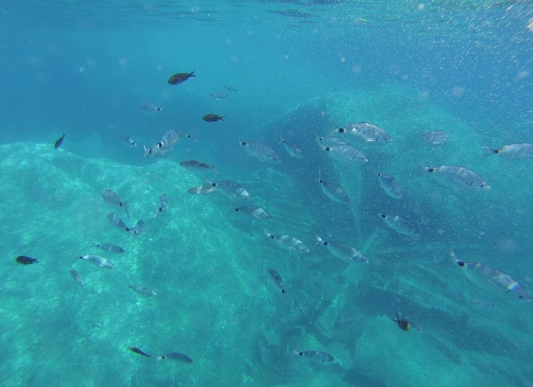 A school of fish swimming in clear blue water. 4