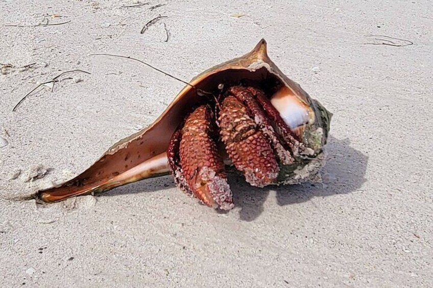 3 Hour Dolphin Snorkeling and Shell Key Adventure St. Pete Beach 2