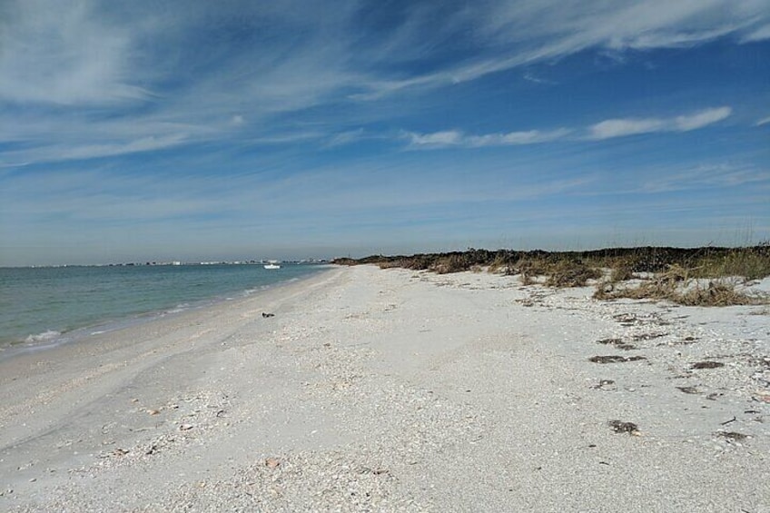 3 Hour Dolphin Snorkeling and Shell Key Adventure St. Pete Beach 4