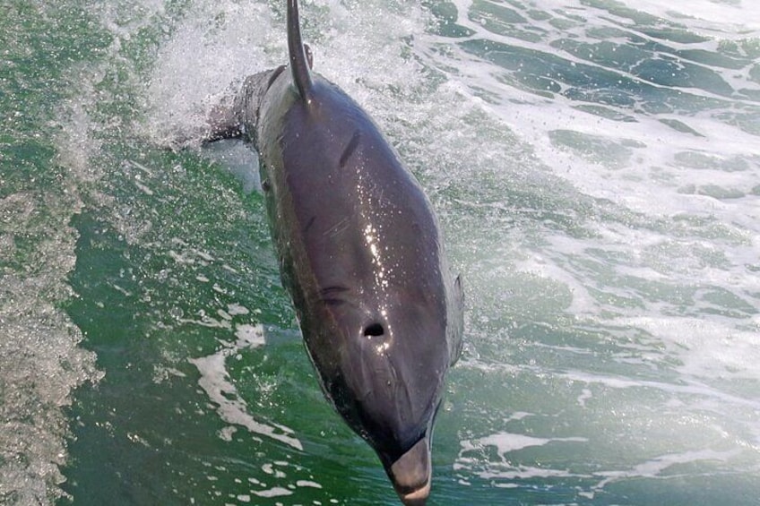 3 Hour Dolphin Snorkeling and Shell Key Adventure St. Pete Beach 3