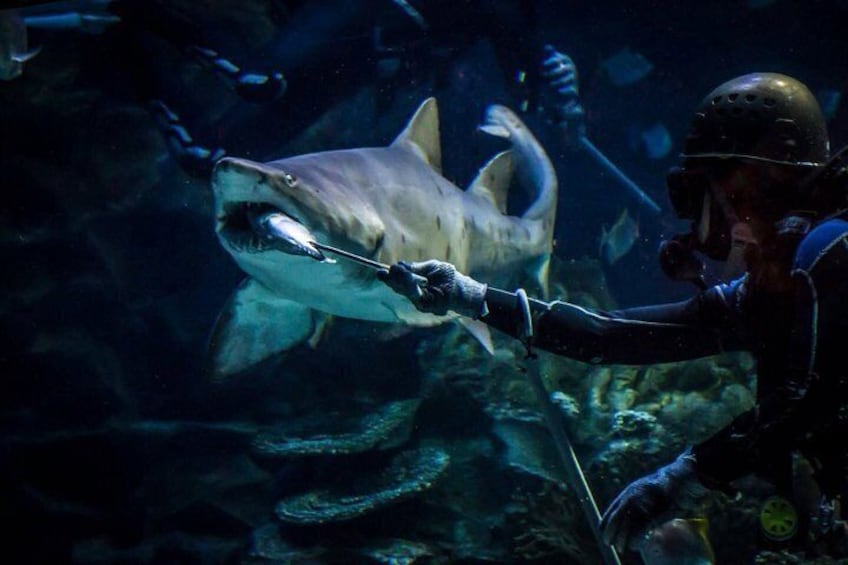 Aquaria KLCC Entry Ticket 1