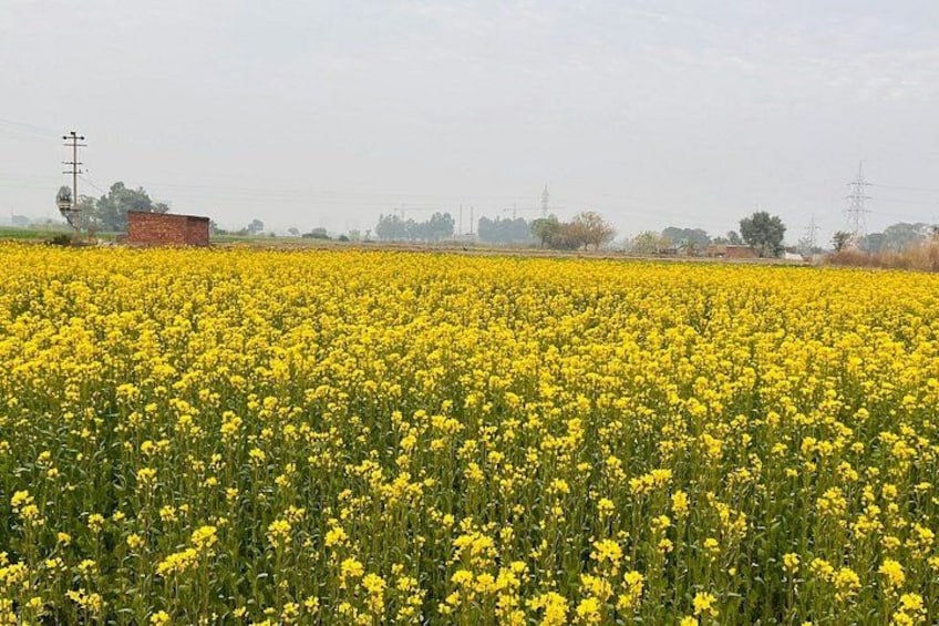 A field of yellow flowers, a red building, and power lines in the background. 4