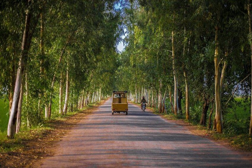 A road flanked by tall trees, a yellow vehicle, and a cyclist. 3