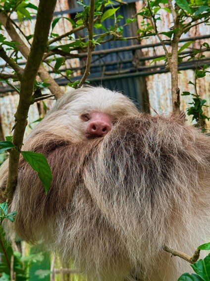 A sloth resting on a tree branch with green leaves. 1