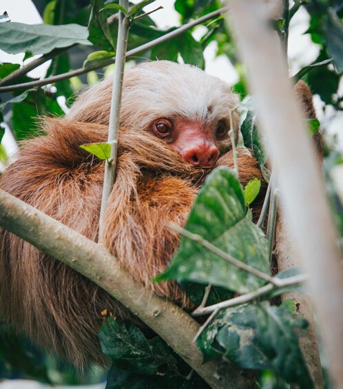 A sloth clinging to a tree branch amidst dense foliage. 5