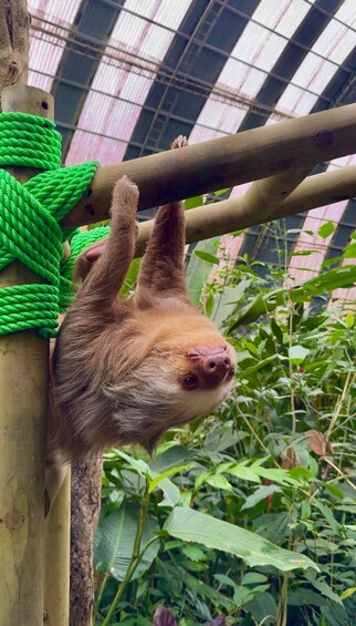 A sloth hanging from a wooden beam in a green-rope enclosure. 3