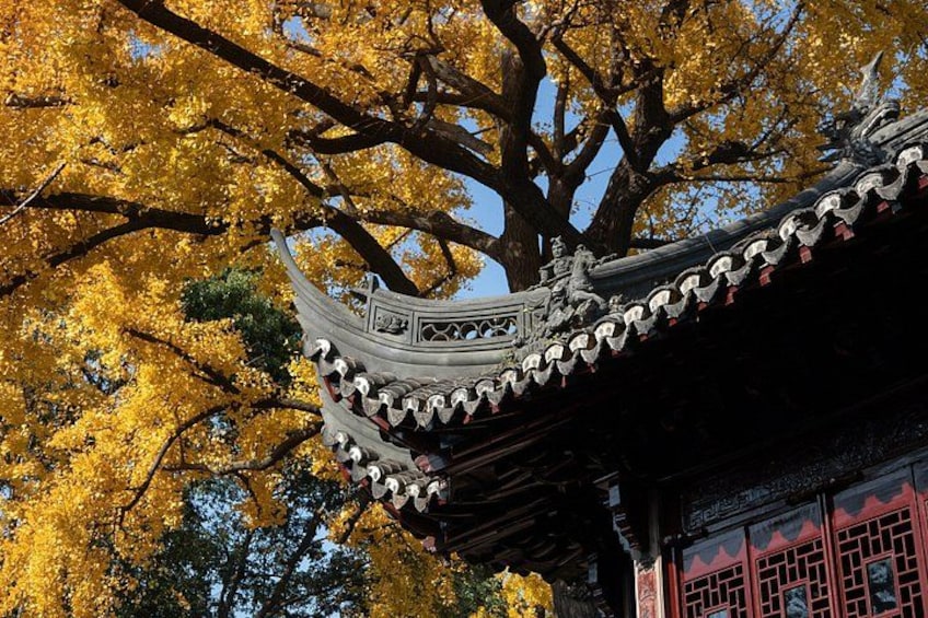 Un toit traditionnel orné de motifs décoratifs, un grand arbre aux feuilles jaunes et un bâtiment aux touches de couleur rouge. 3