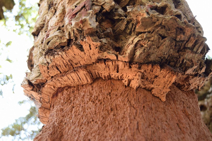 A close-up of a tree trunk with rough bark and a textured surface. 5