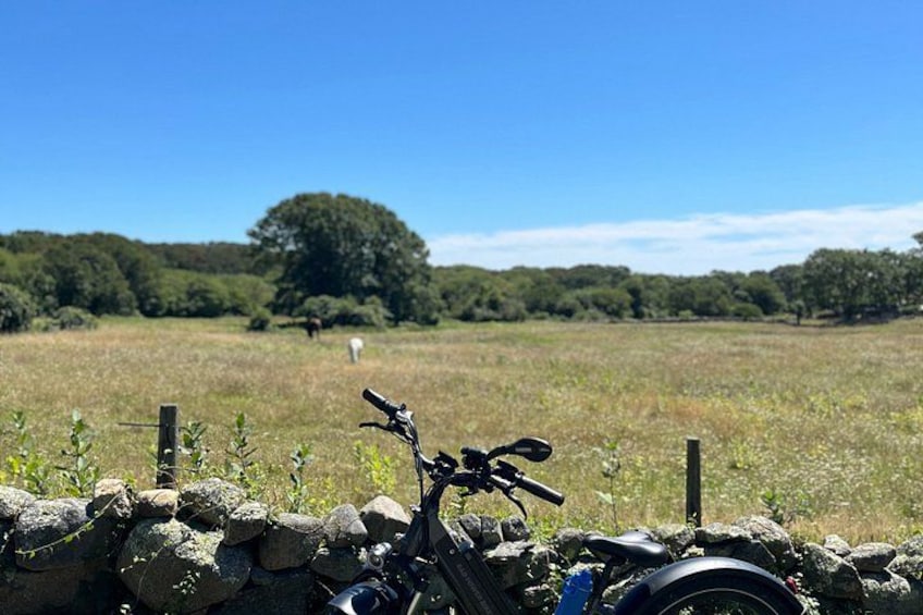 Electric Bike Tours on Martha Vineyard 3