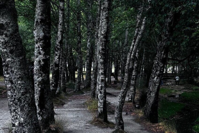 A forested area with a dirt path. 2