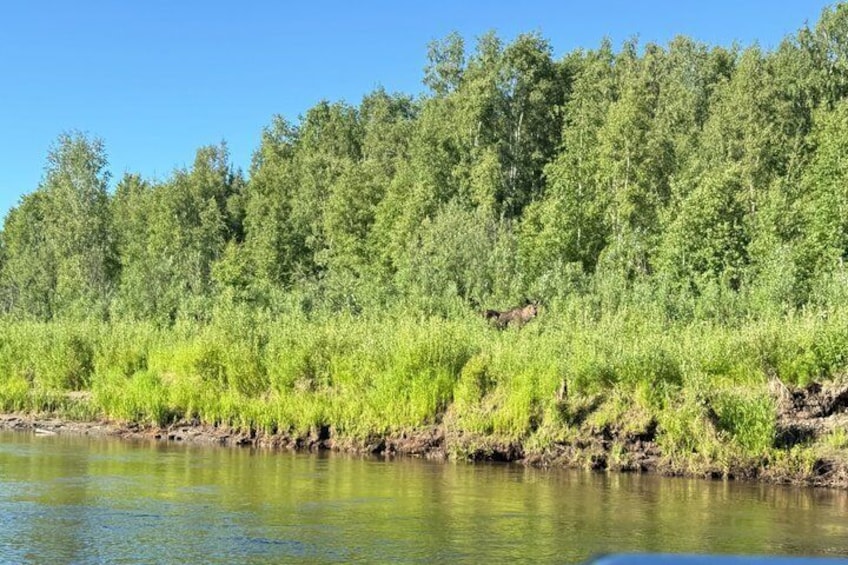 Chena River Jet Boat and Float 5