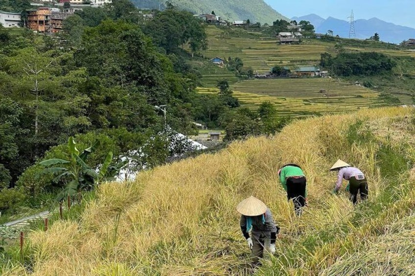 Persone che raccolgono i raccolti in una zona collinare, con case sullo sfondo. 3