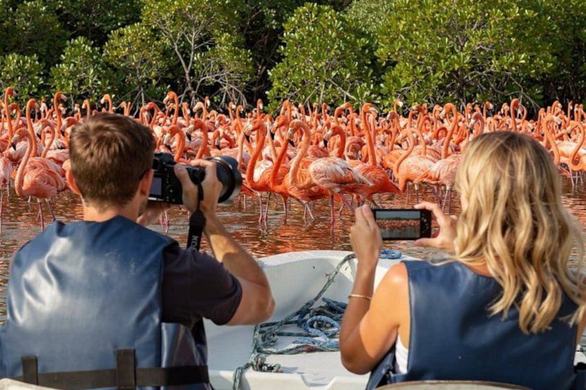 Rio Lagartos and Las Coloradas - Flamingo and Crocodile Safari plus 1