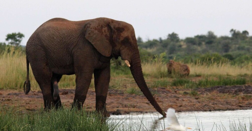 An elephant near a water body with grass and trees in the background. 2