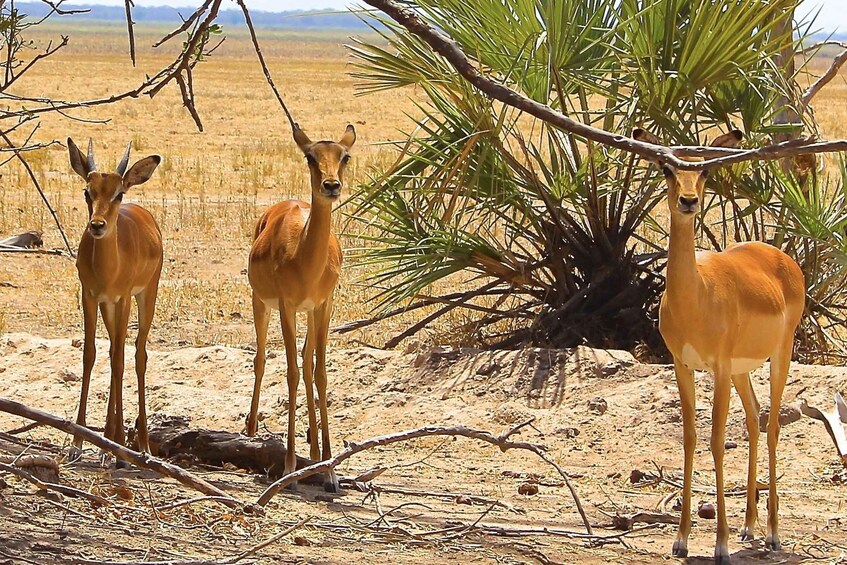 Three antelopes standing in a dry grassland with sparse trees. 4
