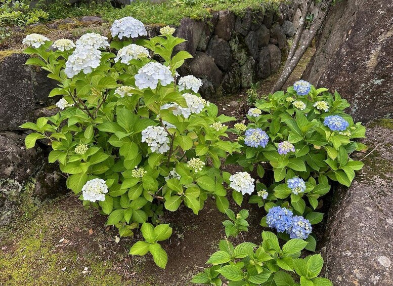 Picture 5 for Activity Hida Furukawa Old Town Walk: Canals & Hidden Corners 5