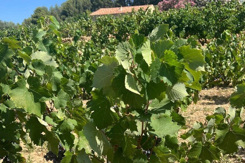 Venos, Bandol and Cassis, Tasting and Provencal Discovery 4