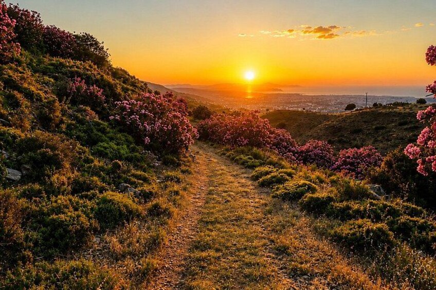 A sunlit path through a hilly landscape with flowering shrubs. 5