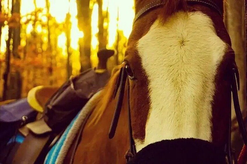 Date Night a 45 minutes Trail Ride 3